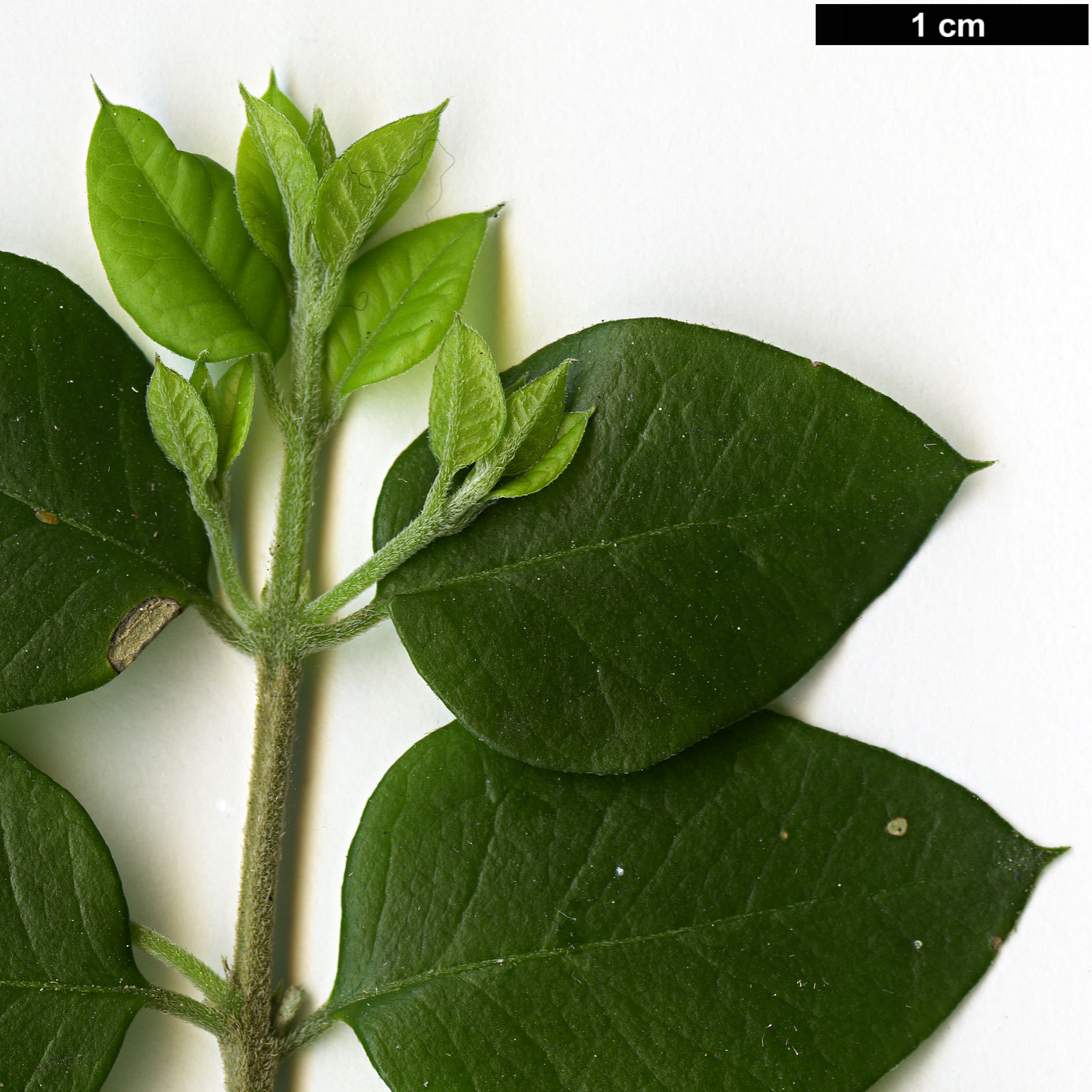 High resolution image: Family: Verbenaceae - Genus: Rhaphithamnus - Taxon: spinosus